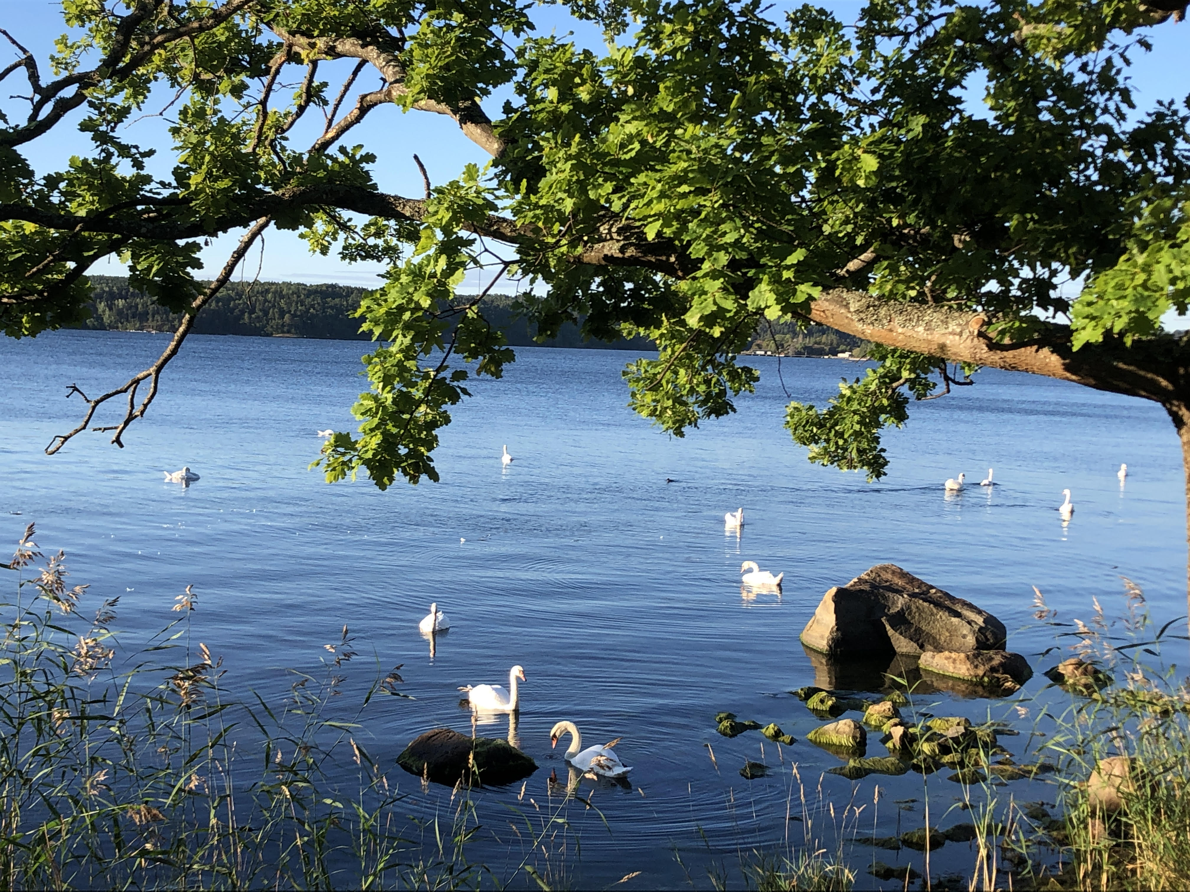 Hallsénius Lidingö