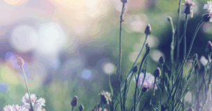 Vilda blommor i olika färger blommar i en solbelyst äng.