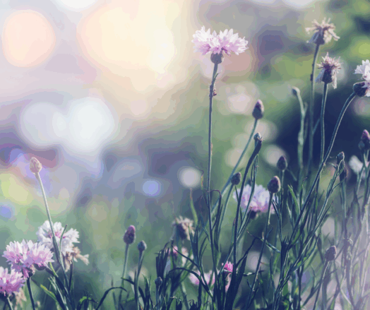 Vilda blommor i olika färger blommar i en solbelyst äng.